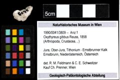 Foto (Objekt + Etiketten) von Oxythyreus gibbus (Reuss, 1858) 